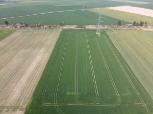 jeczmien ozimy kws higgins 01.05.2022 