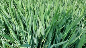 jeczmien ozimy kws higgins 01.05.2022