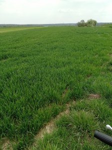 Pszenica Apostel 1.5.22