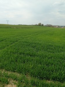 Pszenica Apostel 1.5.22