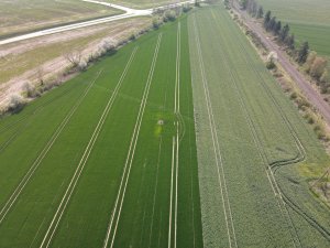 pszenica i rzepak z drona 01.05.2022