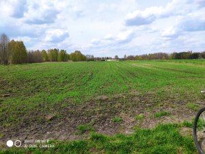 Pszenica jara tybalt