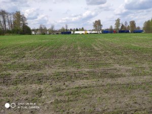 pszenica jara tybalt