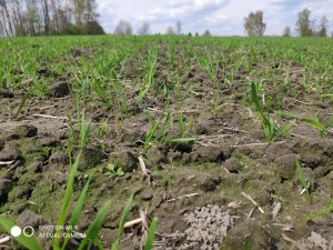 pszenica jara tybalt