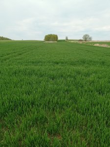 Pszenica laudis 1.5.22