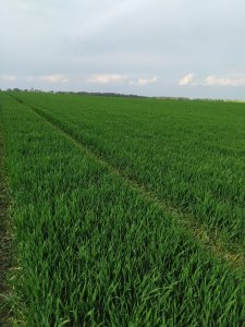 Pszenica odmiana reform