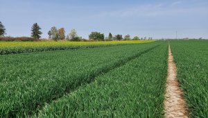 pszenica ozima 01.05.2022 