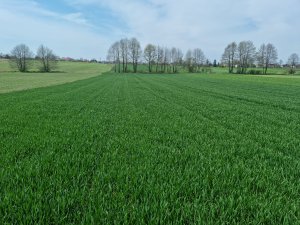 Pszenica RGT Metronom