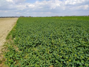 Rzepak Ambassador 30.04.2022