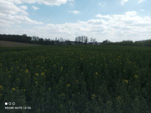 Rzepak KWS luciano&umberto