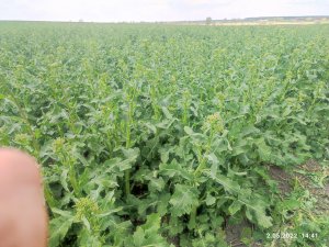 Rzepak ozimy monolit lubelskie 