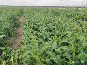 Rzepak ozimy monolit lubelskie 