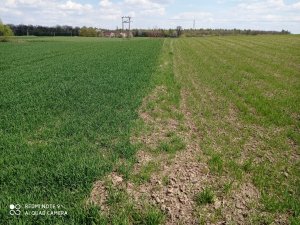 Alexander 160kg N/ha ----  Zboże sąsiada bez nawozu