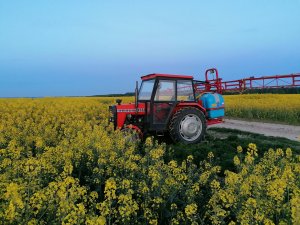 Zabieg na opadanie płatka w rzepaku