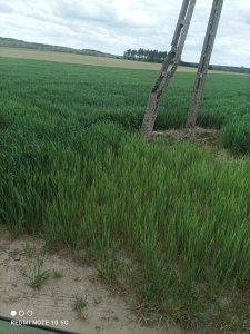 Żyto ozime KWS Igor