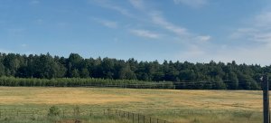 J. ozimy efekt suszy