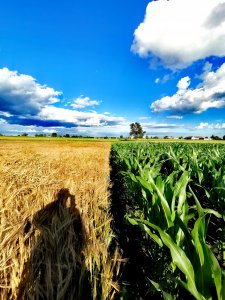 Jęczmień i kukurydza