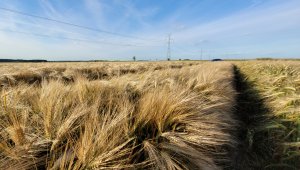 Jęczmień ozimy KWS Higgins - 17.06.2022