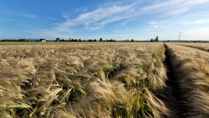 Jęczmień ozimy KWS Higgins - 17.06.2022