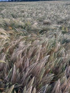 jęczmień ozimy quadriga 