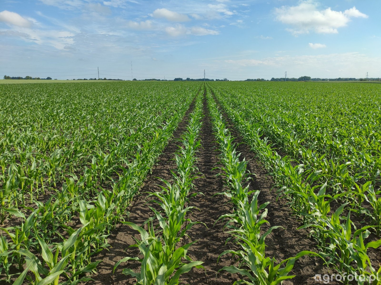 Kukurydza Zdjęcie Fotka Foto Numer 816125 Galeria Rolnicza Agrofoto 8589