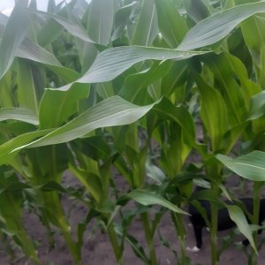 kukurydza hulk lubelskie 