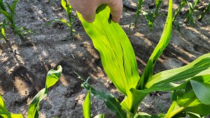 Kukurydza LG - 17.06.2022