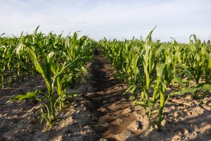 Kukurydza LG - 17.06.2022