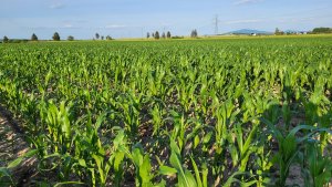 Kukurydza LG 31.250 - 17.06.2022