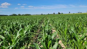 kukurydza LG 31.250 22.06.2022