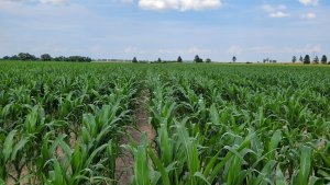 kukurydza LG 31.250 25.06.2022