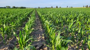 Kukurydza LG 31.330 - 17.06.2022