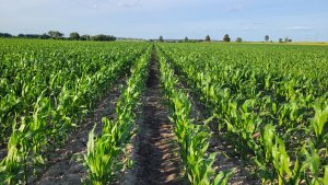 Kukurydza LG 31.330 - 17.06.2022