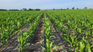 Kukurydza LG Huxley - 17.06.2022