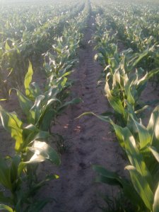 kukurydza Pioneer 8834