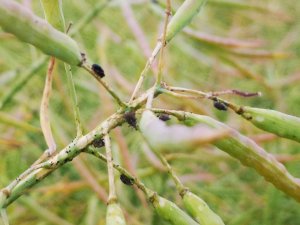 Nieproszeni goście w rzepaku 