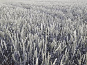 Pszenica 
