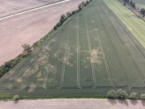 Pszenica ozima 16.06.2022