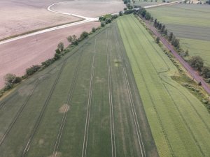 Pszenica ozima 16.06.2022