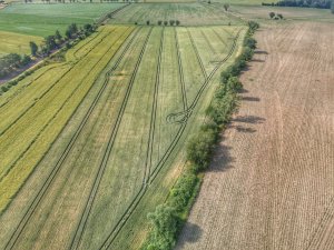 pszenica ozima 25.06.2022