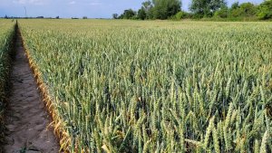 pszenica ozima 25.06.2022