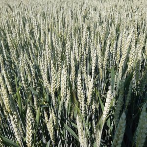 pszenica ozima arkadia