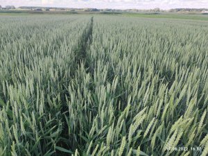 Pszenica ozima Delawar lubelskie 