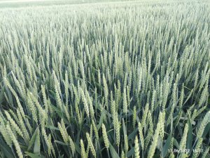 Pszenica ozima Delawar