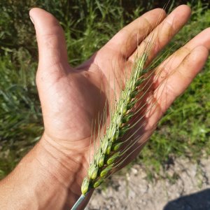 pszenica ozima fenomen