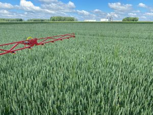 Pszenica ozima Findus