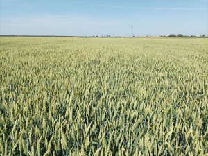 Pszenica RGT Metronom