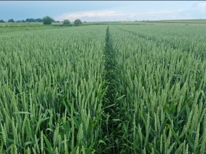 Pszenica RGT Metronom