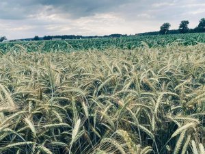 Pszenżyto Borowik 28.06