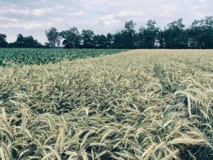 Pszenżyto Borowik 28.06